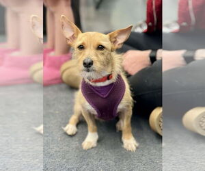 Dachshund-Unknown Mix Dogs for adoption in Minneapolis, MN, USA