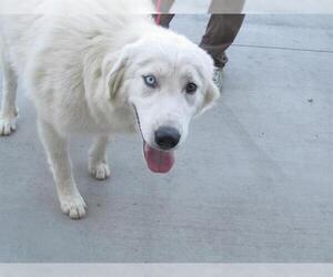 Pyrenees Husky Dogs for adoption in Orange, CA, USA