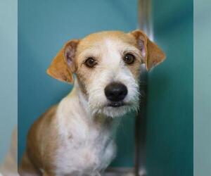 Rat Terrier-Unknown Mix Dogs for adoption in San Antonio, TX, USA