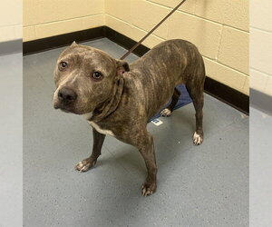 American Pit Bull Terrier Dogs for adoption in Denver, CO, USA