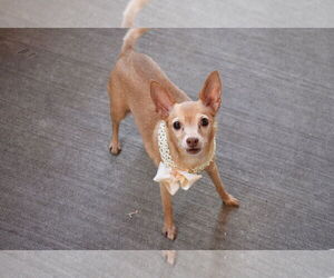 Medium Photo #2 Chihuahua-Unknown Mix Puppy For Sale in McKinney, TX, USA