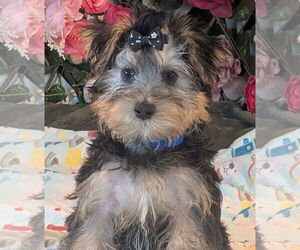 Mutt Dogs for adoption in Bon Carbo, CO, USA