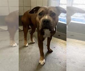 American Staffordshire Terrier-Unknown Mix Dogs for adoption in San Antonio, TX, USA