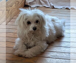 Maltese-Unknown Mix Dogs for adoption in Des Moines, IA, USA