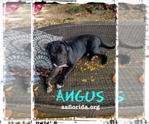 Mastiff Dogs for adoption in Pensacola, FL, USA