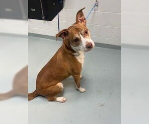 Medium Photo #1 Labrador Retriever Puppy For Sale in St. Cloud, FL, USA