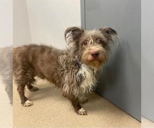 Miniature Schnauzer-Poodle (Miniature) Mix Dogs for adoption in Aurora, CO, USA