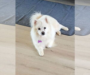 American Eskimo Dog Dogs for adoption in Pikesville, MD, USA