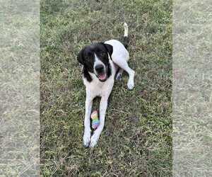Pointer Dogs for adoption in Orange Grove, TX, USA