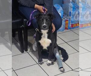 Border Collie-Unknown Mix Dogs for adoption in DuQuoin, IL, USA