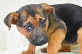 German Shepherd Dog Dogs for adoption in Eureka, CA, USA