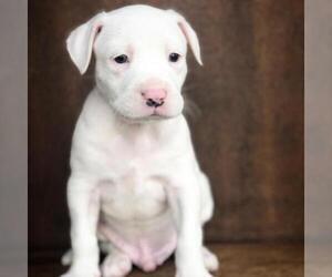 American Bulldog Dogs for adoption in Fredericksburg, TX, USA
