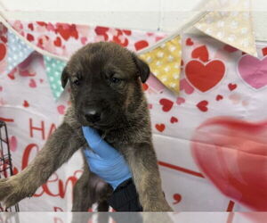 Holland Shepherd-Unknown Mix Dogs for adoption in San Bernardino, CA, USA