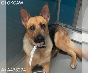 German Shepherd Dog Dogs for adoption in Oklahoma City, OK, USA