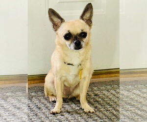 Chihuahua Dogs for adoption in Alexandria, KY, USA