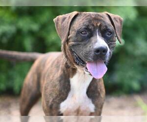 Medium Photo #1 Plott Hound-Unknown Mix Puppy For Sale in Tavares, FL, USA