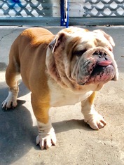 Bulldog-Unknown Mix Dogs for adoption in Petaluma, CA, USA