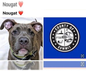 American Pit Bull Terrier-Unknown Mix Dogs for adoption in Akron, OH, USA