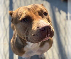 Mutt Dogs for adoption in Tulsa, OK, USA