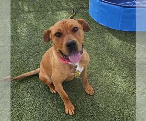 American Pit Bull Terrier-Unknown Mix Dogs for adoption in Las Vegas, NV, USA