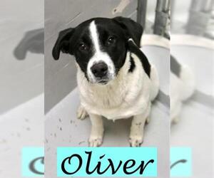 Border Collie-Unknown Mix Dogs for adoption in Augusta, GA, USA