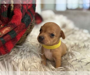 Chihuahua-Unknown Mix Dogs for adoption in Holly Springs, NC, USA