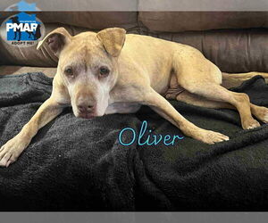 Mutt Dogs for adoption in Binghamton, NY, USA