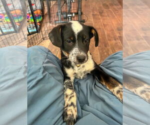 Mutt Dogs for adoption in Garden City, NY, USA