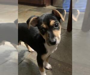 Rat-Cha Dogs for adoption in Rosenberg, TX, USA