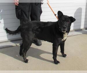 Labrador Retriever-Unknown Mix Dogs for adoption in Louisville, KY, USA