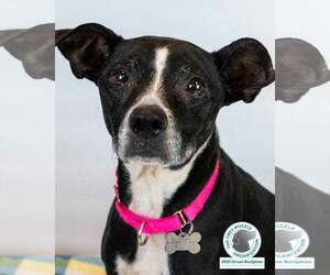 Mutt Dogs for adoption in Kennesaw, GA, USA