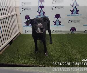American Pit Bull Terrier-Labrador Retriever Mix Dogs for adoption in Orlando, FL, USA
