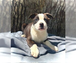 Huskies -Unknown Mix Dogs for adoption in Pleasanton, TX, USA
