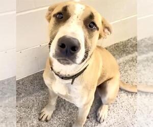 Huskies -Labrador Retriever Mix Dogs for adoption in Houston, TX, USA