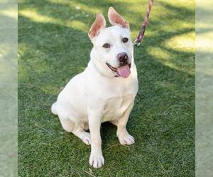 French Bulldog-Unknown Mix Dogs for adoption in Camarillo, CA, USA