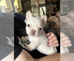 French Bulldog Dogs for adoption in Fair Oaks, CA, USA