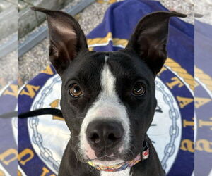 American Pit Bull Terrier-Unknown Mix Dogs for adoption in Jefferson, WI, USA