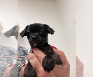 Chi-Poo (Miniature) Dogs for adoption in Lake Elsinore, CA, USA