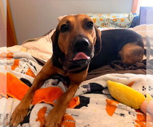 Mutt Dogs for adoption in Rustburg, VA, USA