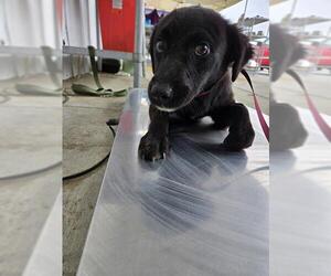 Labrador Retriever Dogs for adoption in Bakersfield, CA, USA