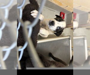 Great Pyrenees-Unknown Mix Dogs for adoption in Tulsa, OK, USA