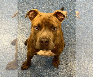 Mutt Dogs for adoption in Tarboro, NC, USA