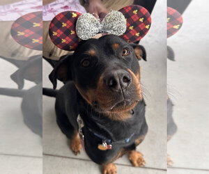 Rottweiler Dogs for adoption in Hillsboro, NH, USA