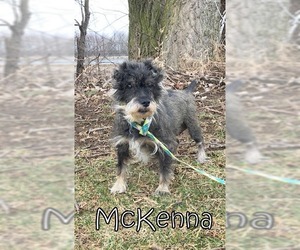 Miniature Schnauzer-Unknown Mix Dogs for adoption in Tremont, IL, USA