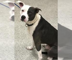 Boxer Dogs for adoption in Conroe, TX, USA