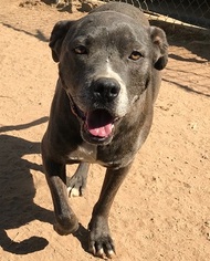 American Pit Bull Terrier Dogs for adoption in Apple Valley, CA, USA
