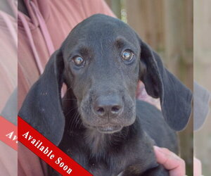 Coonhound-Unknown Mix Dogs for adoption in Huntley, IL, USA