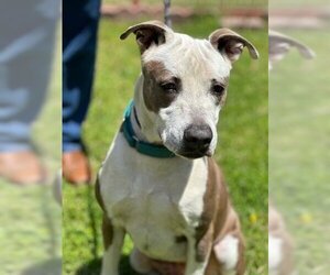 American Staffordshire Terrier Dogs for adoption in Upland, CA, USA