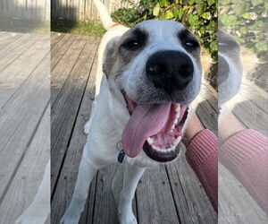 Great Pyrenees-Unknown Mix Dogs for adoption in Germantown, OH, USA