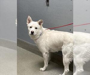 Mutt Dogs for adoption in Las Vegas, NV, USA